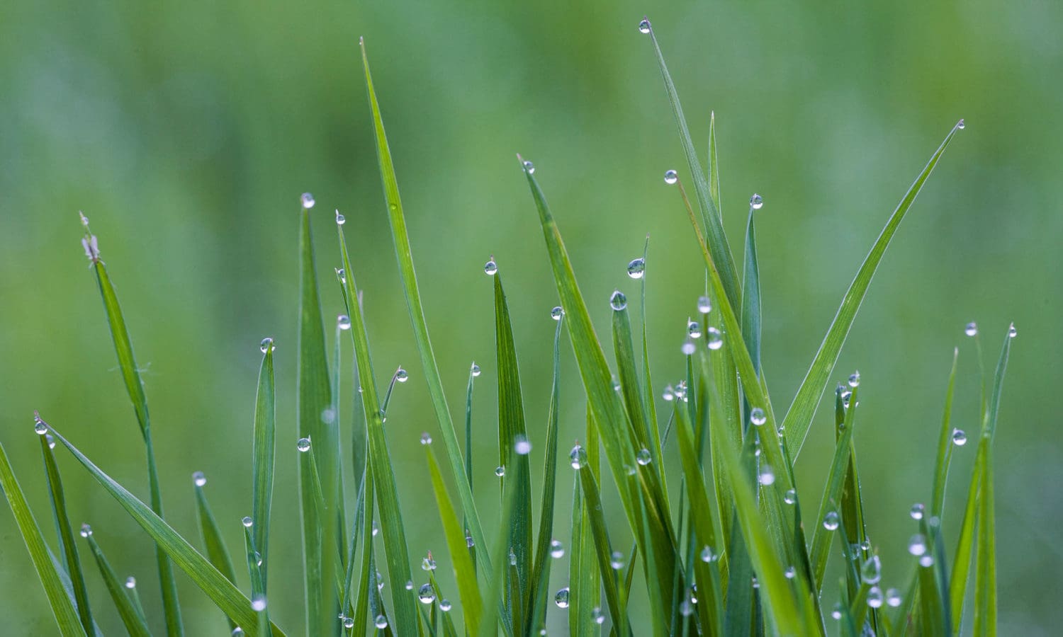 Landscape-crisp-green-dew-drops-grass-macro-john-greengo